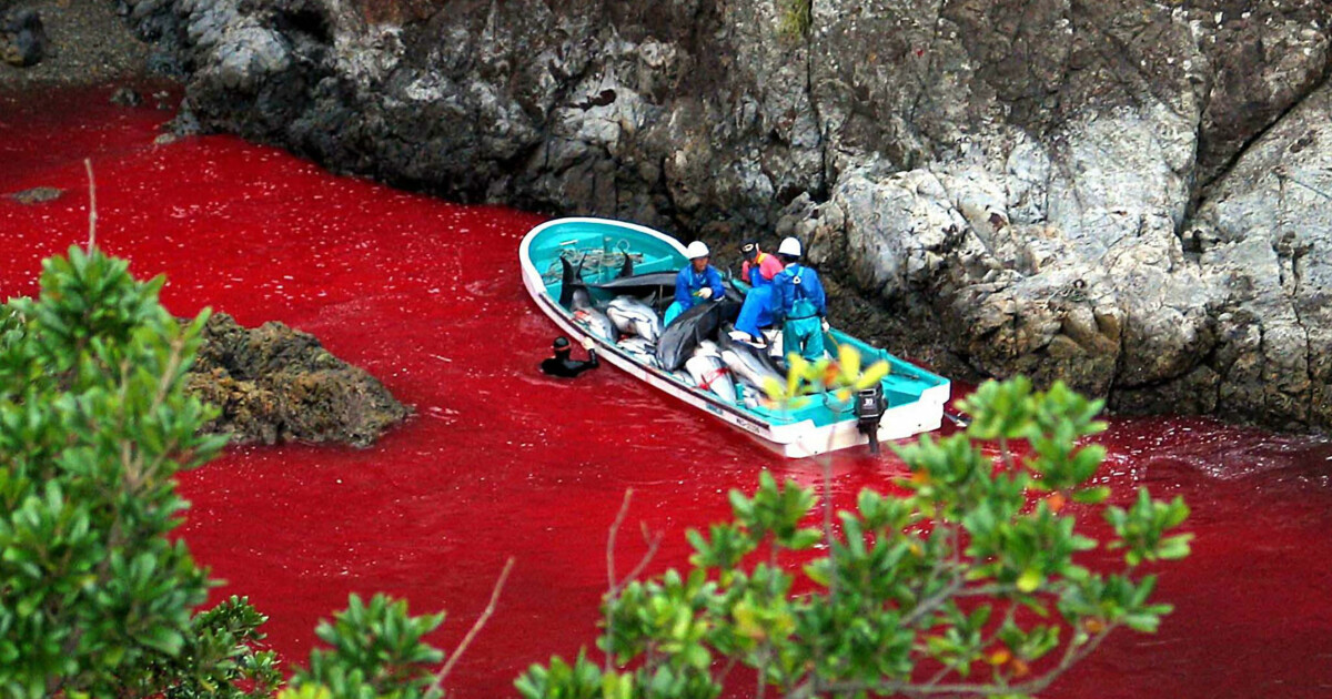 Tiff 2018 Delfinslakt Gikk Verden Rundt Trodde Ikke At Det