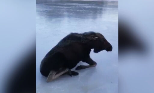 image: Når elgkalven ikke klarer å reise seg igjen får ekteparet en genial idé