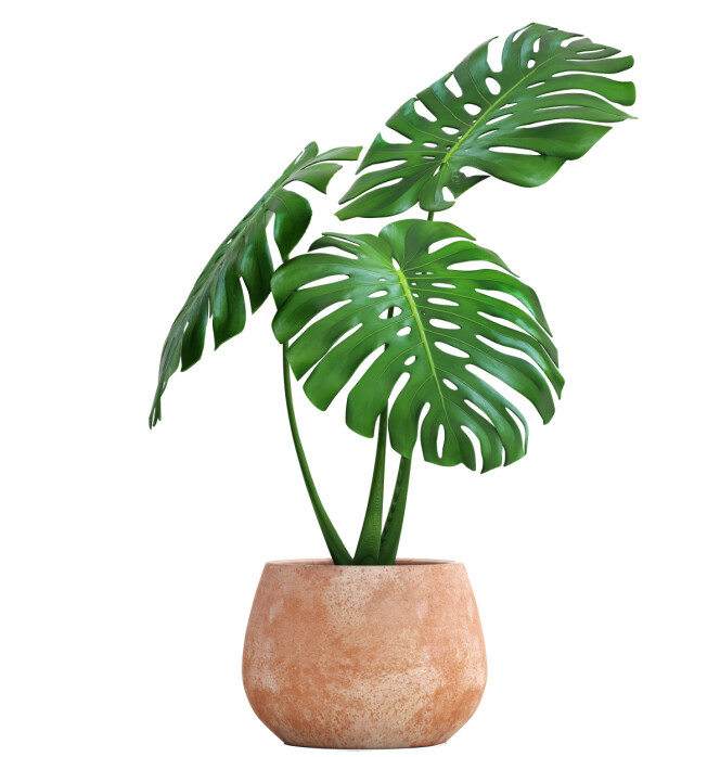 MONSTERA: Eller Vindusblad, som den heter på norsk. FOTO: NTB Scanpix MONSTERA: Eller Vindusblad, som den heter på norsk. FOTO: NTB Scanpix