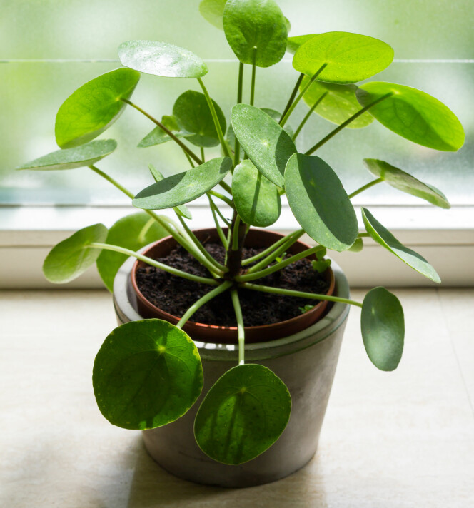 PILEA: Denne søtnosen gjør seg godt på bilder. FOTO: NTB Scanpix PILEA: Denne søtnosen gjør seg godt på bilder. FOTO: NTB Scanpix