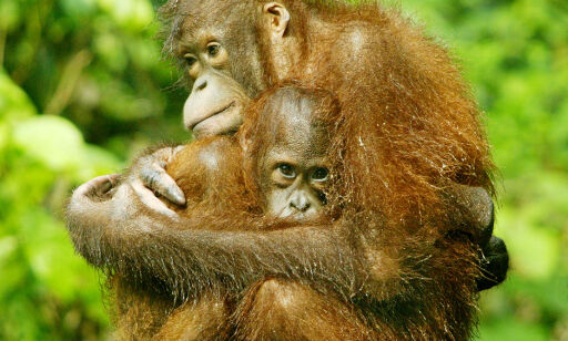 image: Borneos orangutangbestand redusert med 100 000 på 16 år