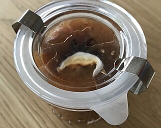 Dette syltetøyglasset har fått mugg selv om det ikke er åpnet. Hele innholdet må kastes. Foto: Aase Dotterud Dette syltetøyglasset har fått mugg selv om det ikke er åpnet. Hele innholdet må kastes. Foto: Aase Dotterud