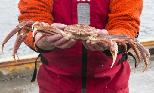 image: Millionstraff for fiske av snøkrabbe ved Svalbard