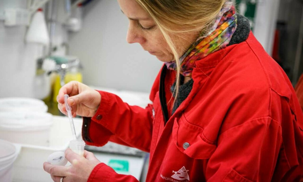 MANIPULERER LAKS: Forskningsleder Anna Wargelius ved Havforskningsinstituttet har utviklet en metode for å hindre at laksen kan formere seg. Foto: Havforskningsinstituttet MANIPULERER LAKS: Forskningsleder Anna Wargelius ved Havforskningsinstituttet har utviklet en metode for å hindre at laksen kan formere seg. Foto: Havforskningsinstituttet