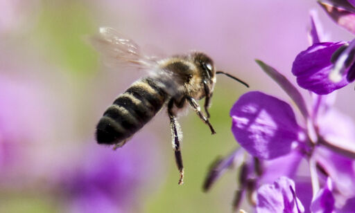 image: Verdens insekter, planter, dyr og mennesker går en dyster framtid i møte
