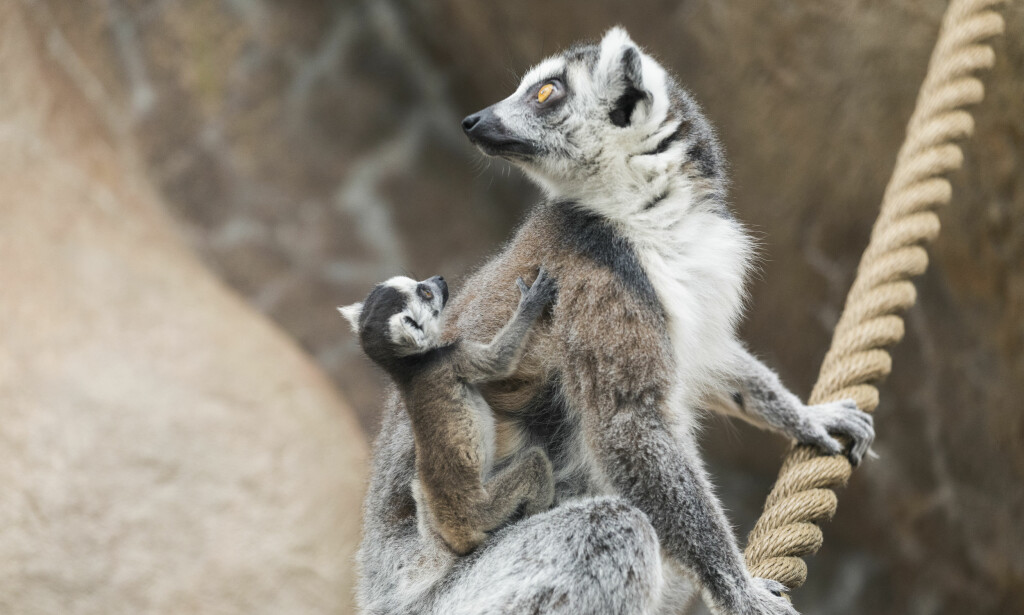 Høsten 2017 ankom det tre nye ringhalelemurhunner til Kristiansand fra Wildlands zoo i Nederland. I Dyreparken i Kristiansand ble de satt inn i en flokk bestående av 13 hanner, og resultatet av denne nye sammensetningen er nå at alle de tre hunnene har fått hver sin unge. Foto: Ole Martin Buene / Dyreparken / NTB scanpix Høsten 2017 ankom det tre nye ringhalelemurhunner til Kristiansand fra Wildlands zoo i Nederland. I Dyreparken i Kristiansand ble de satt inn i en flokk bestående av 13 hanner, og resultatet av denne nye sammensetningen er nå at alle de tre hunnene har fått hver sin unge. Foto: Ole Martin Buene / Dyreparken / NTB scanpix