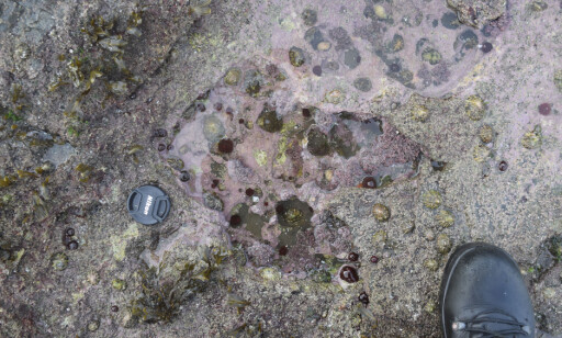 FOTSPOR: Hvis man kikker nøye etter kan man her se omrisset av et theropod-fotspor. Foto: Paige dePolo / Edinburgh University / Handout via REUTERS / NTB scanpix FOTSPOR: Hvis man kikker nøye etter kan man her se omrisset av et theropod-fotspor. Foto: Paige dePolo / Edinburgh University / Handout via REUTERS / NTB scanpix