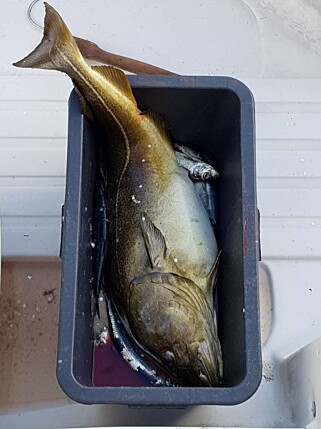 PLAST: Slik så fisken ut før den ble skåret opp. Man kan se konturene av flasken. Foto: Bjørn Ingvaldsen/ Privat PLAST: Slik så fisken ut før den ble skåret opp. Man kan se konturene av flasken. Foto: Bjørn Ingvaldsen/ Privat