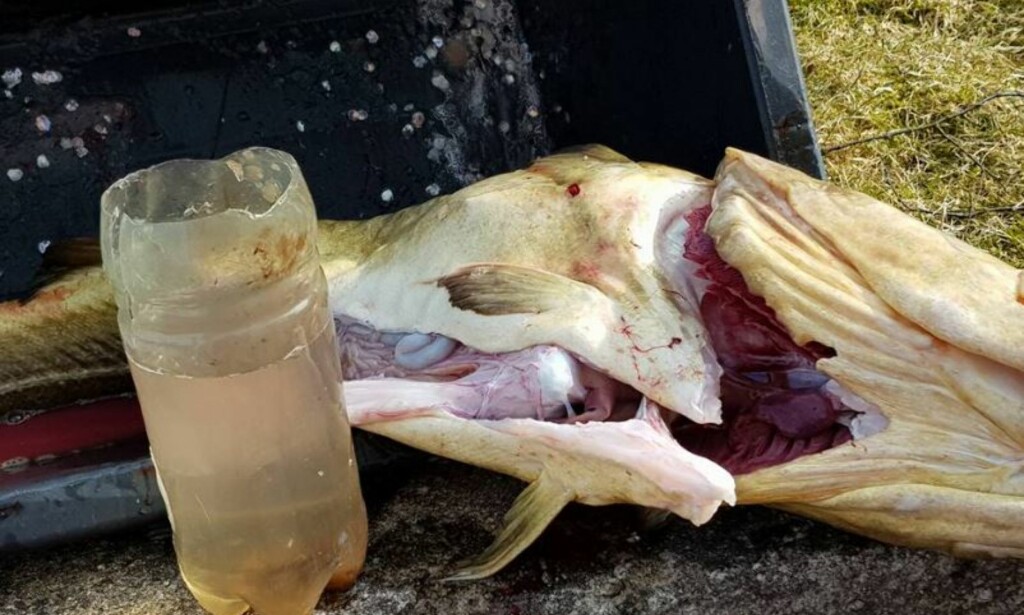 SKÅRET AV: Toppev av flasken som fisken hadde svelget, var skåret av. Foto: Bjørn Ingvaldsen / Privat SKÅRET AV: Toppev av flasken som fisken hadde svelget, var skåret av. Foto: Bjørn Ingvaldsen / Privat