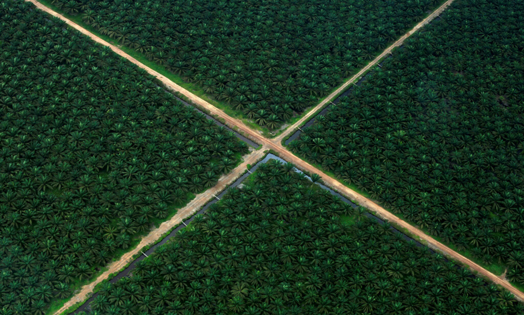 ENOMRE OMRÅDER: Palmeoljeplantasjer dekker enorme områder i Indonesia. Her fra en plantasje sør på den indonesiske øya Sumatra. Foto: Beawiharta/ Reuters / File photo / NTB Scanpix ENOMRE OMRÅDER: Palmeoljeplantasjer dekker enorme områder i Indonesia. Her fra en plantasje sør på den indonesiske øya Sumatra. Foto: Beawiharta/ Reuters / File photo / NTB Scanpix