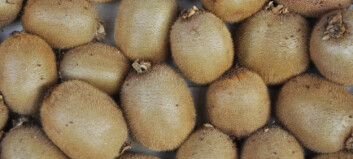Kiwi-krise skaper bekymring: - Økende problem Kiwi-krise skaper bekymring: - Økende problem