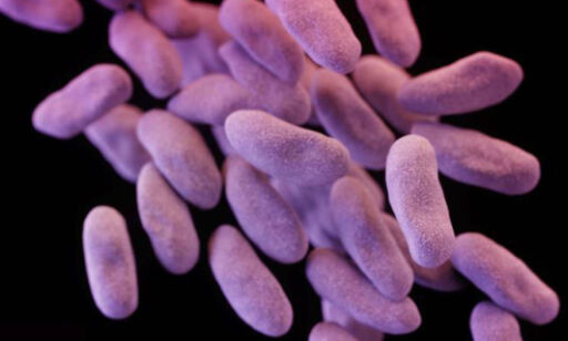 image: Superbakterie påvist i USA er resistent mot selv den siste tilgjengelige antibiotika-typen