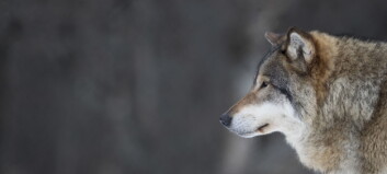Ulv skutt i Hedmark. Skal ha tatt tolv sauer Ulv skutt i Hedmark. Skal ha tatt tolv sauer