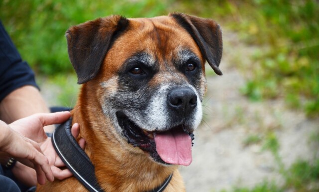 Avlive hund selv Avlive hund selv