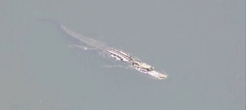 Hundene står på bredden, men eieren er sporløst forsvunnet. I dammen ligger en svær alligator Hundene står på bredden, men eieren er sporløst forsvunnet. I dammen ligger en svær alligator