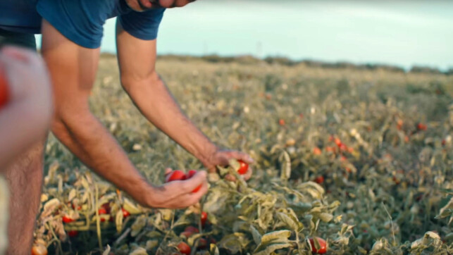 BÆREKRAFTIG: En av Knorrs tomatbønder i Spania lar tomatene «tørste» noen dager før innhøsting. Slik fremhever de den gode smaken i tillegg til å spare på vannet. BÆREKRAFTIG: En av Knorrs tomatbønder i Spania lar tomatene «tørste» noen dager før innhøsting. Slik fremhever de den gode smaken i tillegg til å spare på vannet.