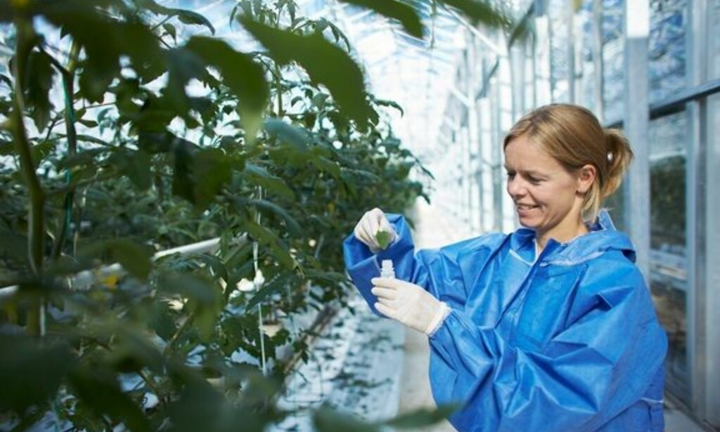 OMFATTENDE: I samarbeid med NIBIO har Mattilsynet analysert 1283 prøver av ferske, fryste eller bearbeidede matvarer, for å finne spor av plantevernmiddelrester. Foto: Mattilsynet OMFATTENDE: I samarbeid med NIBIO har Mattilsynet analysert 1283 prøver av ferske, fryste eller bearbeidede matvarer, for å finne spor av plantevernmiddelrester. Foto: Mattilsynet