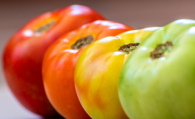 PÅ SITT BESTE: Tomaten til venstre er på sitt modneste, og det er denne Knorr bruker i sine supper. Tomaten til høyre er den som plukkes for så å modnes på lager før den selges i butikker. PÅ SITT BESTE: Tomaten til venstre er på sitt modneste, og det er denne Knorr bruker i sine supper. Tomaten til høyre er den som plukkes for så å modnes på lager før den selges i butikker.