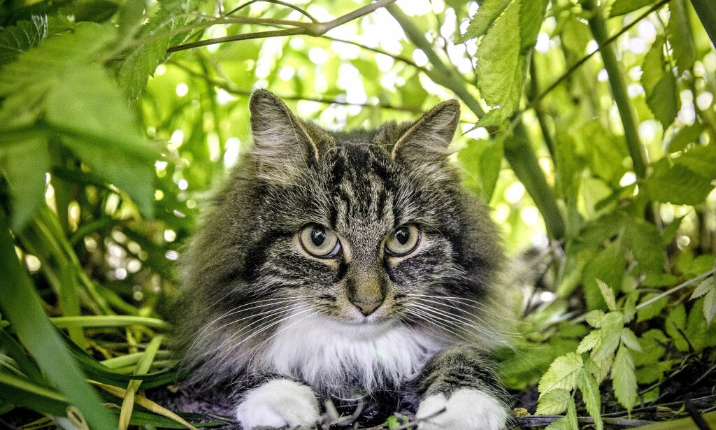 DOBBELTLIV: Hva gjør kjæledeggen vår når vi ikke ser henne? Med overvåkningsutstyr i pelsen skal Astrid gi et unikt innblikk i livet som katt. Foto: Hørn H. Moen DOBBELTLIV: Hva gjør kjæledeggen vår når vi ikke ser henne? Med overvåkningsutstyr i pelsen skal Astrid gi et unikt innblikk i livet som katt. Foto: Hørn H. Moen