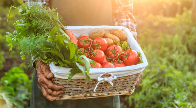 NATURLIG: De beste og de mest naturlige ingrediensene får man ved å ikke bruke tilsetningsstoffer eller kjemikalier. NATURLIG: De beste og de mest naturlige ingrediensene får man ved å ikke bruke tilsetningsstoffer eller kjemikalier.