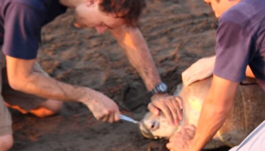 <strong>PLASTGAFFEL:</strong> Denne skilpadda hadde fått en hel gaffel i neseboret. Skjermdump fra Youtube: Dagbladet <strong>PLASTGAFFEL:</strong> Denne skilpadda hadde fått en hel gaffel i neseboret. Skjermdump fra Youtube: Dagbladet