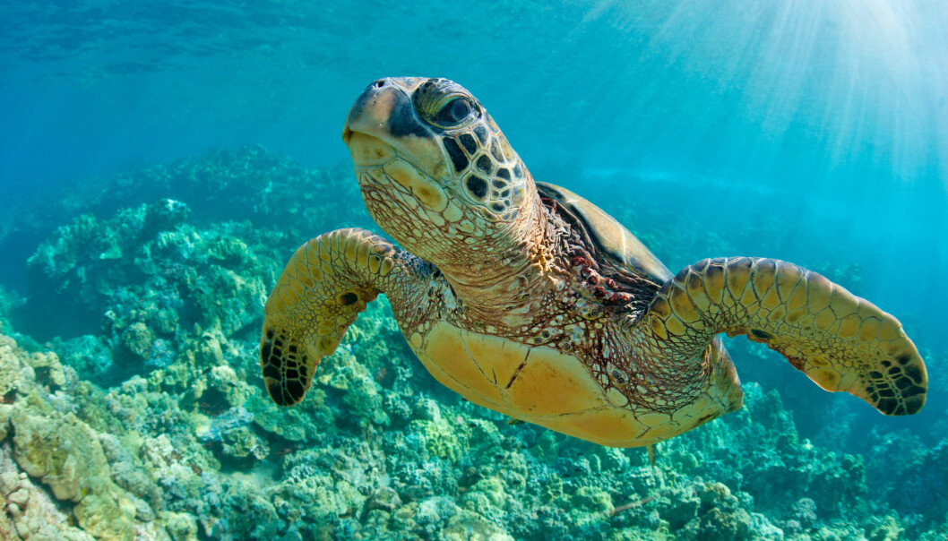 <strong>MAJESTETISK:</strong> Havskilpaddene er et vakkert syn. Her et eksemplar fotografert ved et korallrev utenfor Hawaii. Foto: Tropicdreams / Shutterstock / NTB scanpix <strong>MAJESTETISK:</strong> Havskilpaddene er et vakkert syn. Her et eksemplar fotografert ved et korallrev utenfor Hawaii. Foto: Tropicdreams / Shutterstock / NTB scanpix