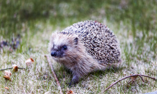 Trondheim, Norway 20160517.
Piggsvinet eller pinnsvinet er en nattaktiv insekteter. Hvis det blir skremt, ruller det seg sammen til en ball for å beskytte seg mot mulige rovdyr med piggene.
Foto: Gorm Kallestad / NTB scanpix