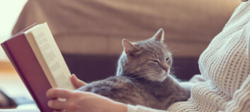 Alle katter fortjener et hjem Alle katter fortjener et hjem