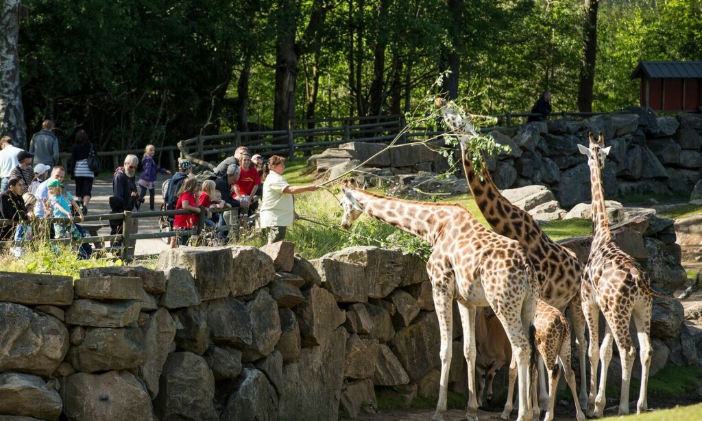 Foto: Borås Djurpark Foto: Borås Djurpark