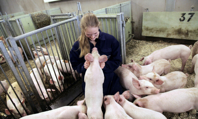 BEDRE FORDØYELSE: Det mye foret har god effekt på smågriser, som ofte har problemer med tarmen. Hvis griser og andre dyr i større grad spiser mat laget av norske råvarer, som tømmer og tare, vil vi bli mindre sårbare for klimaendringer. Foto: NMBU BEDRE FORDØYELSE: Det mye foret har god effekt på smågriser, som ofte har problemer med tarmen. Hvis griser og andre dyr i større grad spiser mat laget av norske råvarer, som tømmer og tare, vil vi bli mindre sårbare for klimaendringer. Foto: NMBU