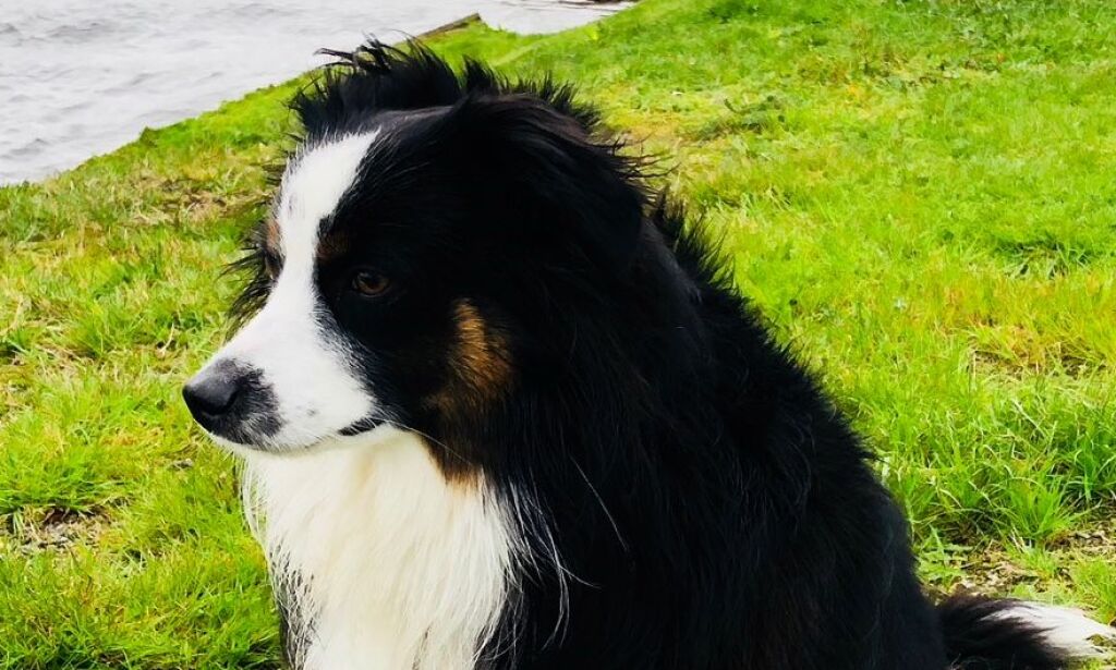 image: Hunden Linc (1) ble tatt av uværet ved Lindesnes fyr