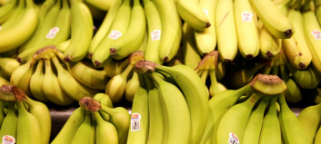 Donerte et lass med bananer til fangene. Så oppdaget de noe mistenkelig Donerte et lass med bananer til fangene. Så oppdaget de noe mistenkelig