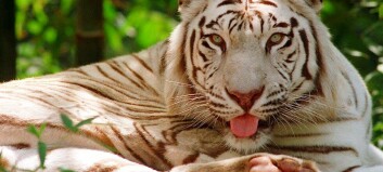 Dyrepasser drept av tiger i Japan Dyrepasser drept av tiger i Japan