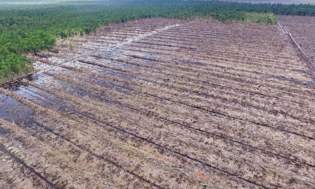 MASSIV AVSKOGING: Dette bildet fra november 2017 viser ødeleggelsene på regnskogen i Borneo. Foto: Regnskogfondet MASSIV AVSKOGING: Dette bildet fra november 2017 viser ødeleggelsene på regnskogen i Borneo. Foto: Regnskogfondet