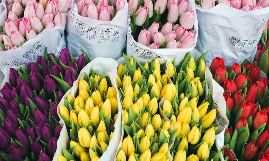 BEGRENSET MENGDE: 5 potteplanter og 25 stk. avskårne blomster er maksgrensen for hvor mye du som privatperson kan ta med deg inn i landet av denne typen varer. Foto: Shutterstock BEGRENSET MENGDE: 5 potteplanter og 25 stk. avskårne blomster er maksgrensen for hvor mye du som privatperson kan ta med deg inn i landet av denne typen varer. Foto: Shutterstock