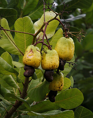 ET FRØ: Cashewnøtten er strengt tatt et frø, som henger ned fra casheweplet. Foto: Luc Gnago / Reuters / NTB Scanpix ET FRØ: Cashewnøtten er strengt tatt et frø, som henger ned fra casheweplet. Foto: Luc Gnago / Reuters / NTB Scanpix