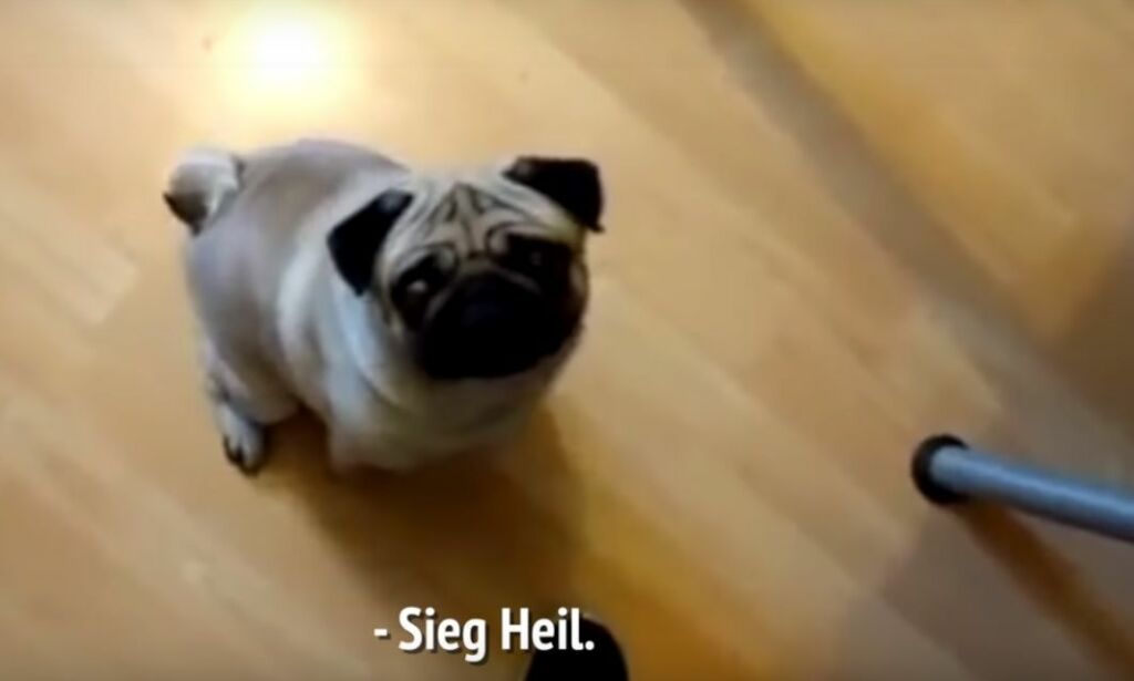 image: Her trener han kjærestens hund til å gjøre nazi-hilsen