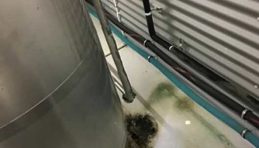 EKKELT: Under kjøletanken på mikrobryggeriet ble det observet et grønt, slimete belegg. Foto: Mattilsynet EKKELT: Under kjøletanken på mikrobryggeriet ble det observet et grønt, slimete belegg. Foto: Mattilsynet