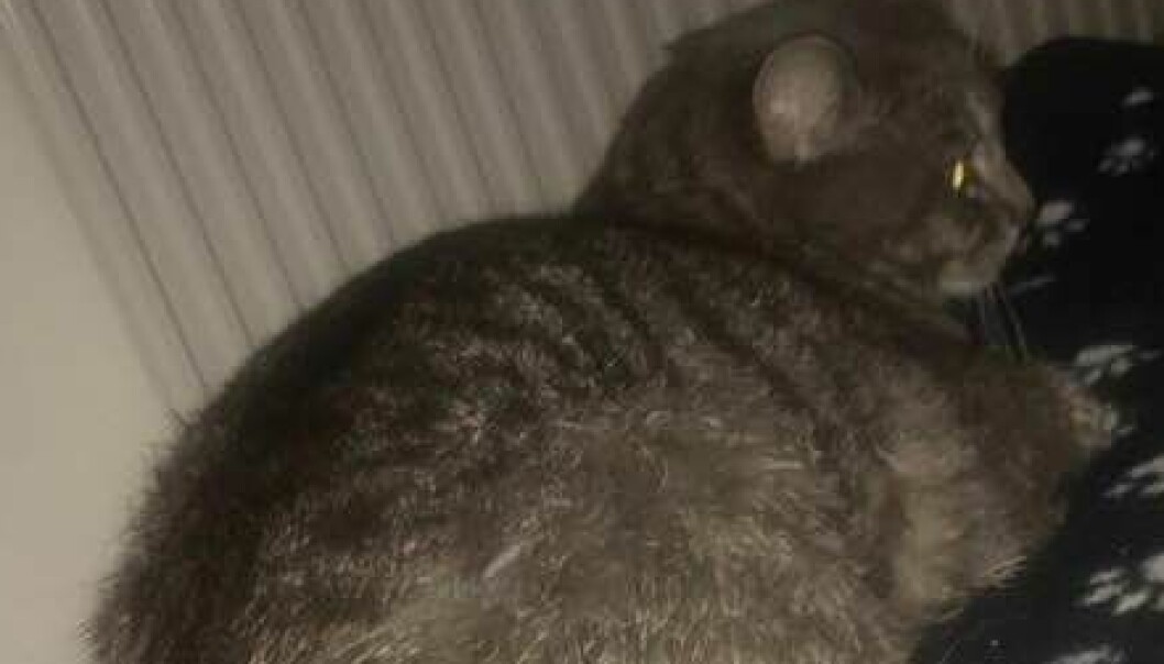 NB! Sterke bilder: Måtte avlives etter dyremishandling NB! Sterke bilder: Måtte avlives etter dyremishandling