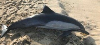 Delfin funnet død med pistolskudd Delfin funnet død med pistolskudd