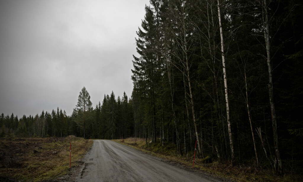 FUNNSTEDET: Det var i dette skogsområdet Svein Jemtland skal ha dumpet pistolen. Foto: Trym Mogen / Dagbladet FUNNSTEDET: Det var i dette skogsområdet Svein Jemtland skal ha dumpet pistolen. Foto: Trym Mogen / Dagbladet