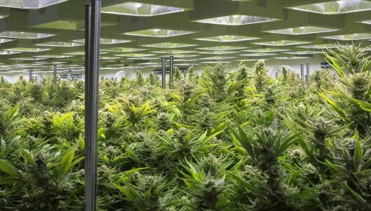 Regulert salg av cannabis er det motsatte av frislipp Regulert salg av cannabis er det motsatte av frislipp