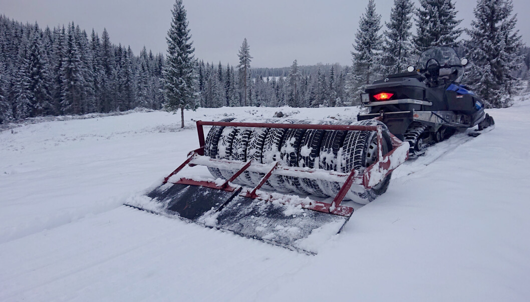 ÅTTE CENTIMETER: Finkornet, lett snø pakkes og rulles med matte på Brovoll. Foto: Jarle Jensen/Skiforeningen Oslo ÅTTE CENTIMETER: Finkornet, lett snø pakkes og rulles med matte på Brovoll. Foto: Jarle Jensen/Skiforeningen Oslo