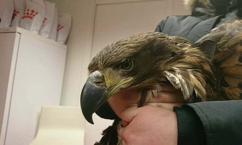 HAVØRN: Veterinæren forteller at ørnen var av typen havørn, som er fredet. Foto: Lakselv dyreklinikk HAVØRN: Veterinæren forteller at ørnen var av typen havørn, som er fredet. Foto: Lakselv dyreklinikk