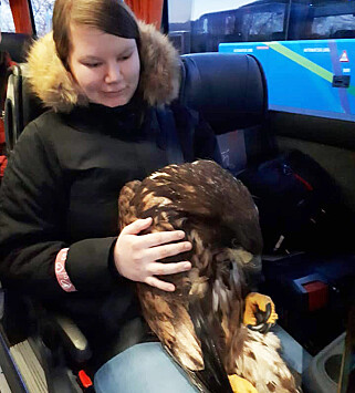 KJØRTE BUSS: Ørnen tok bussen til dyrlegen for å sjekke skadene den fikk i kollisjonen. Foto: Privat KJØRTE BUSS: Ørnen tok bussen til dyrlegen for å sjekke skadene den fikk i kollisjonen. Foto: Privat