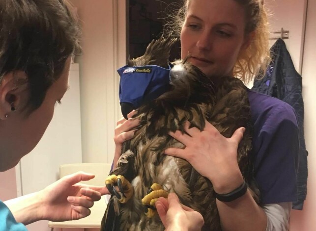 BLE SJEKKET: Ørnen ble sjekket av veterinæren før den ble sluppet fri i naturen. Foto: Lakselv dyreklinikk BLE SJEKKET: Ørnen ble sjekket av veterinæren før den ble sluppet fri i naturen. Foto: Lakselv dyreklinikk