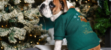Advarer: - Ikke gi hunden din julemat! Advarer: - Ikke gi hunden din julemat!