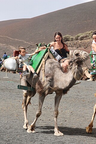 Kameltur: Kamelsafariene gjennomføres daglig på Lanzarote. Foto: Odd Roar Lange/The Travel Inspector Kameltur: Kamelsafariene gjennomføres daglig på Lanzarote. Foto: Odd Roar Lange/The Travel Inspector