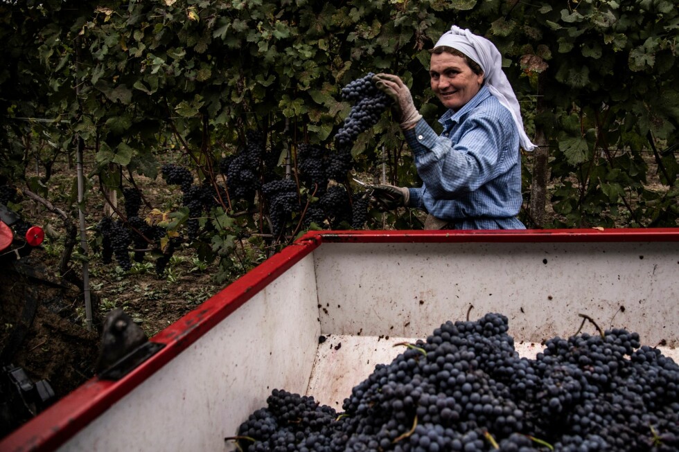 FJORÅRETS NEBBIOLO: Rødvinen fra Barolo og Barbaresco er utelukkende laget på nebbiolodruer. Her høstes nebbiolodruene på vinmarkene i Barolo, i nærheten av Alba, nordvest i Italia, på en klar dag i oktober i fjor. Foto: Marco Bertorello / AFP / NTB scanpix FJORÅRETS NEBBIOLO: Rødvinen fra Barolo og Barbaresco er utelukkende laget på nebbiolodruer. Her høstes nebbiolodruene på vinmarkene i Barolo, i nærheten av Alba, nordvest i Italia, på en klar dag i oktober i fjor. Foto: Marco Bertorello / AFP / NTB scanpix