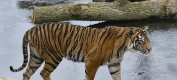 Tiger-tragedie i dyrepark i London Tiger-tragedie i dyrepark i London